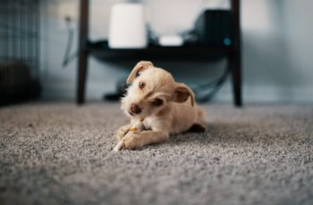 Frequently asked questions about professional carpet cleaning and cats and dogs