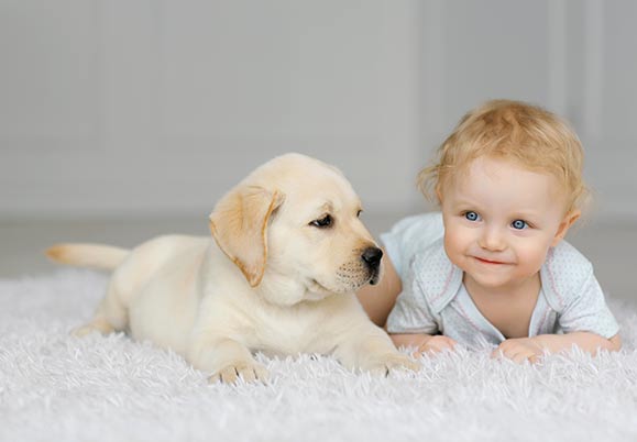 A baby and a dog on a clean sanitized carpet.